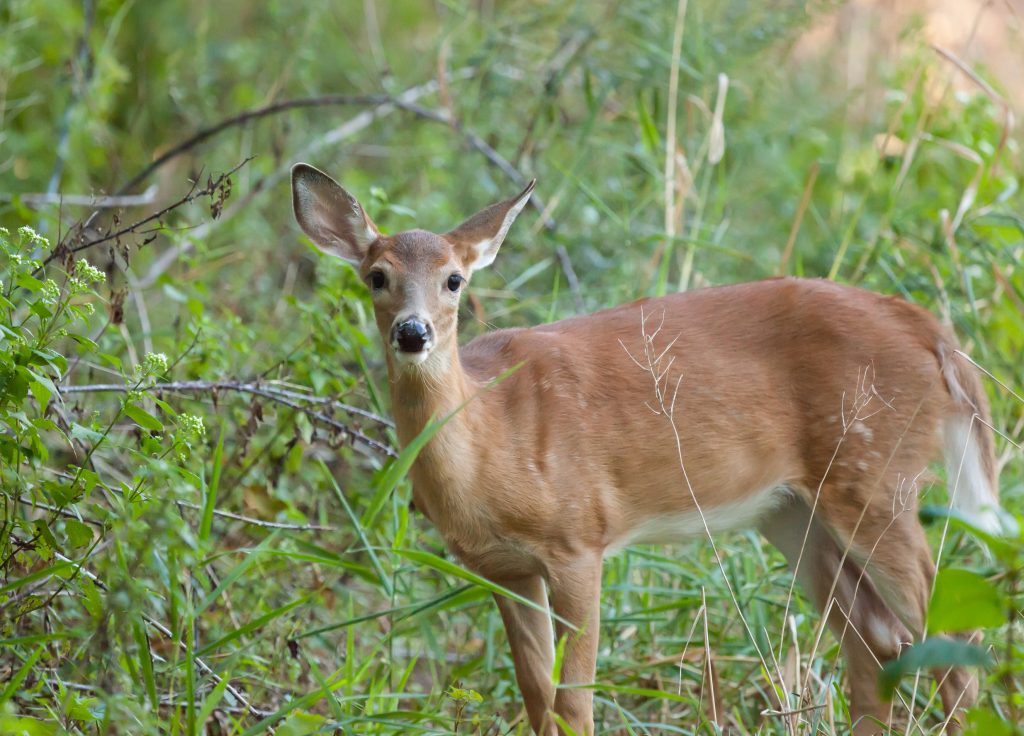 fawn-in-cover