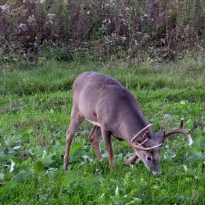 Food Plot Strategies That Attract Mature Bucks