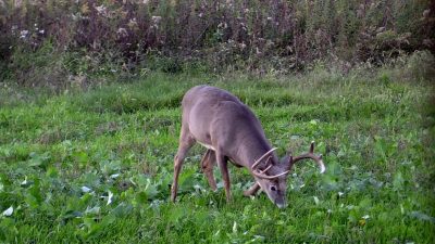 food plot strategies to attract mature bucks