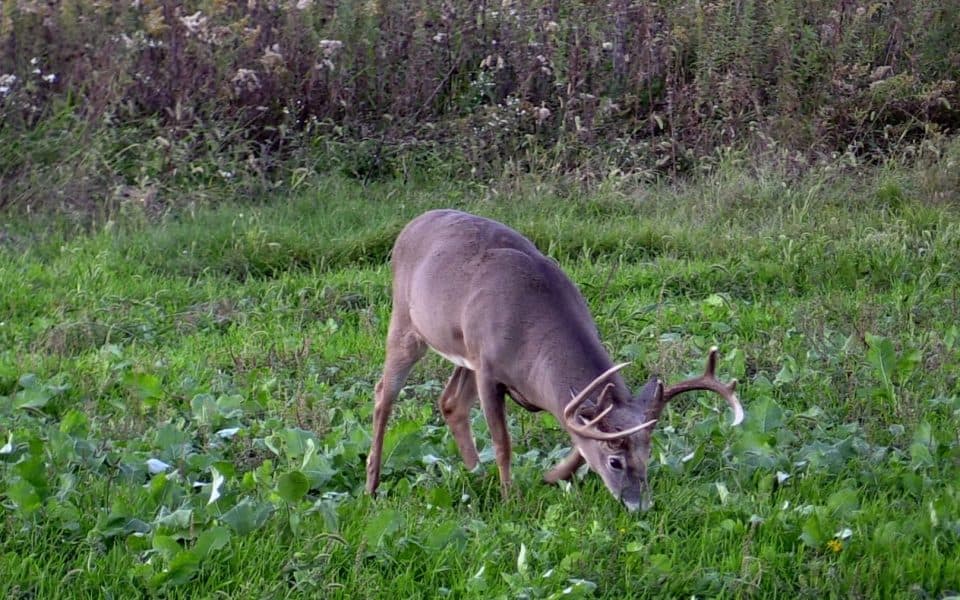 food plot strategies to attract mature bucks