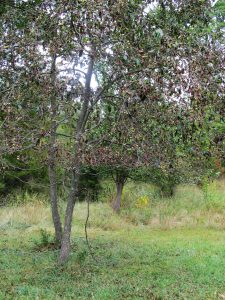 food-plot-strategies-with-fruit-trees