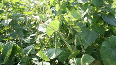 spring peas