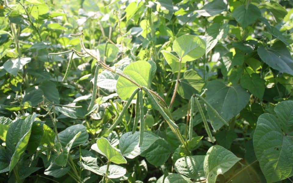 spring peas