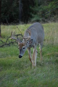 summertime buck