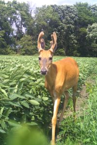 velvet-buck-in-peas