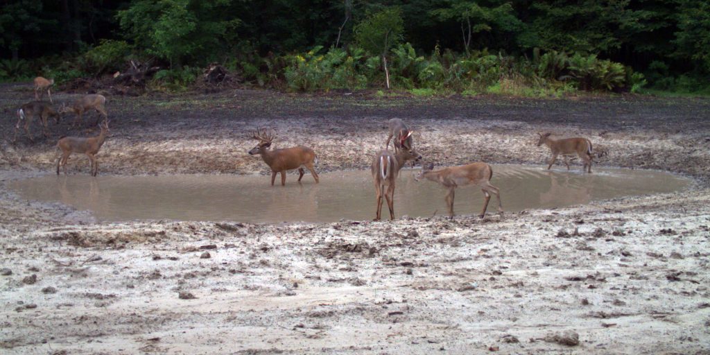 waterhole action