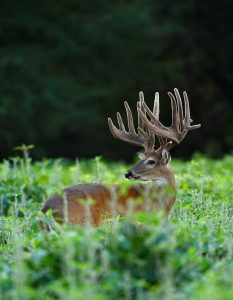 whitetail-duck-in-velvet