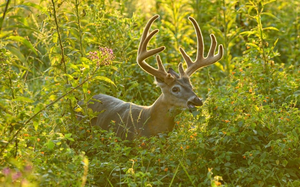 whitetail buck foraging