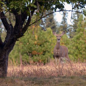 Long-Term Land Improvements