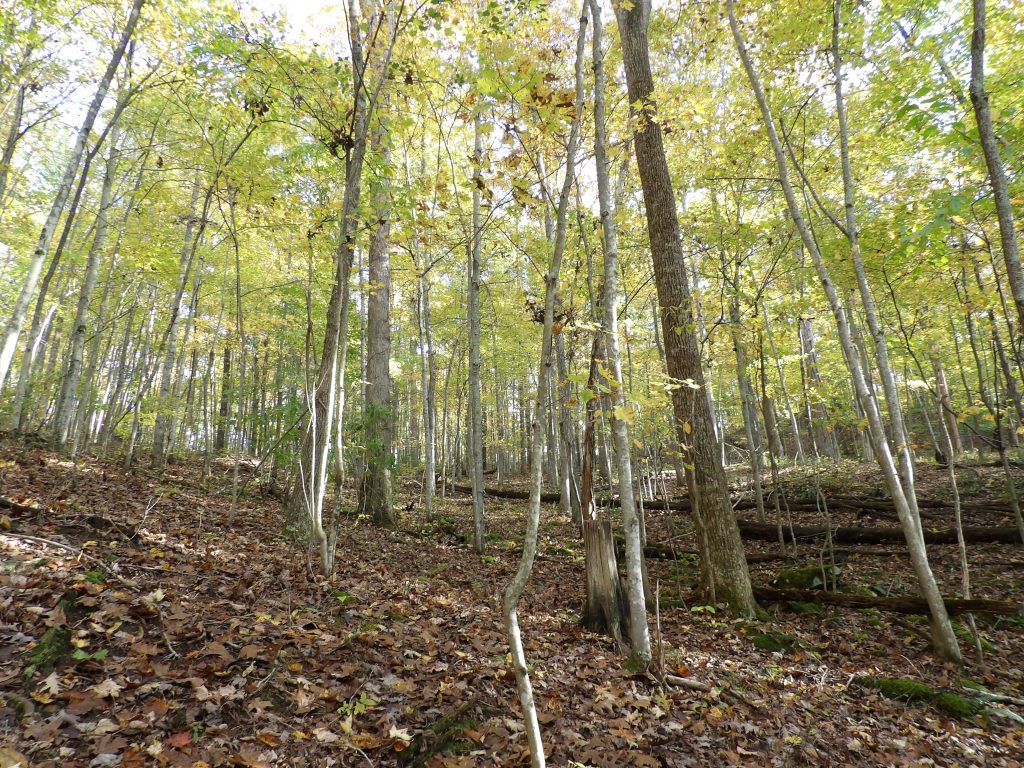 dense tree canopy