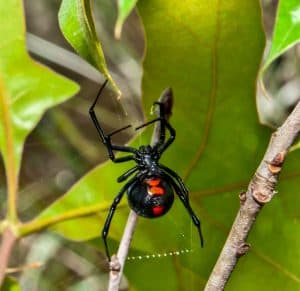 black widow spider