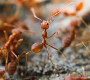 fire-ant