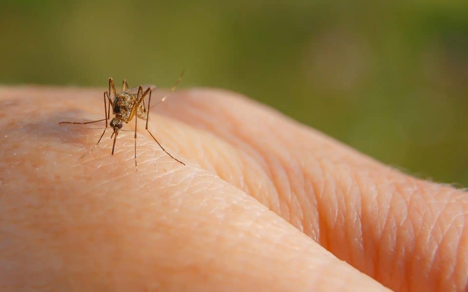 mosquito biting