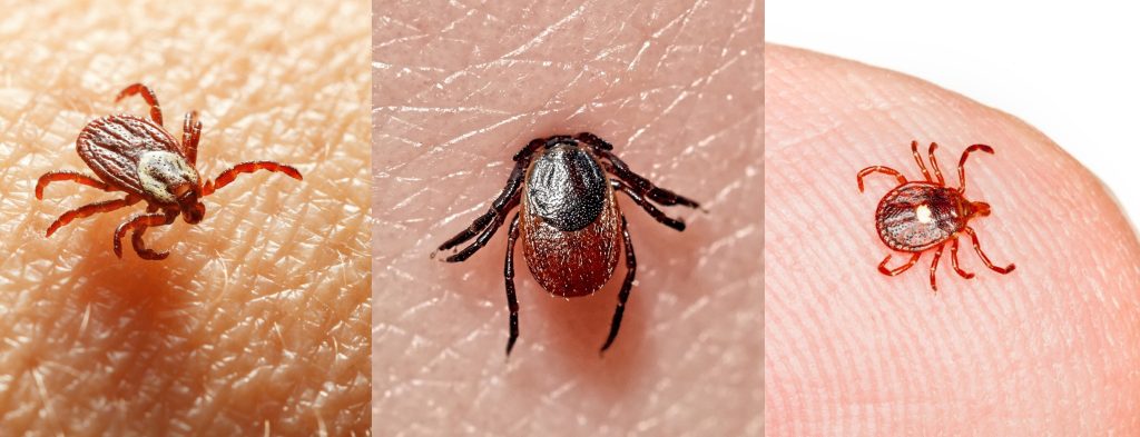 wood tick, deer tick, lone star tick