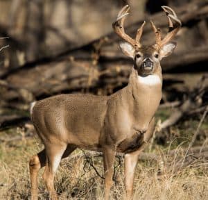 Whitetail-buck