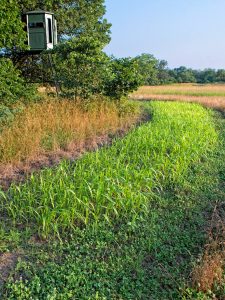 deer-hunting-site-approach