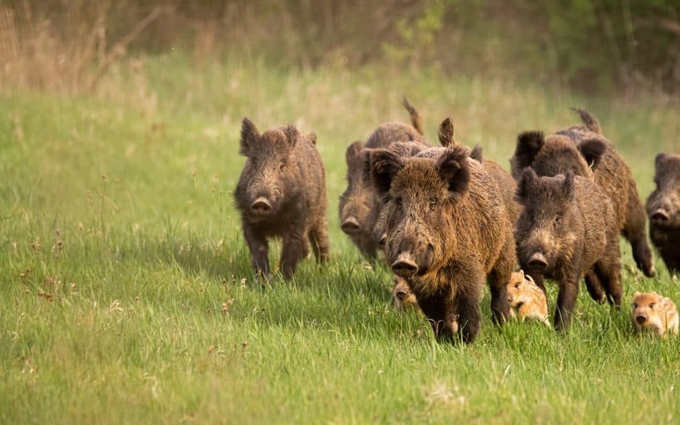 feral-hogs