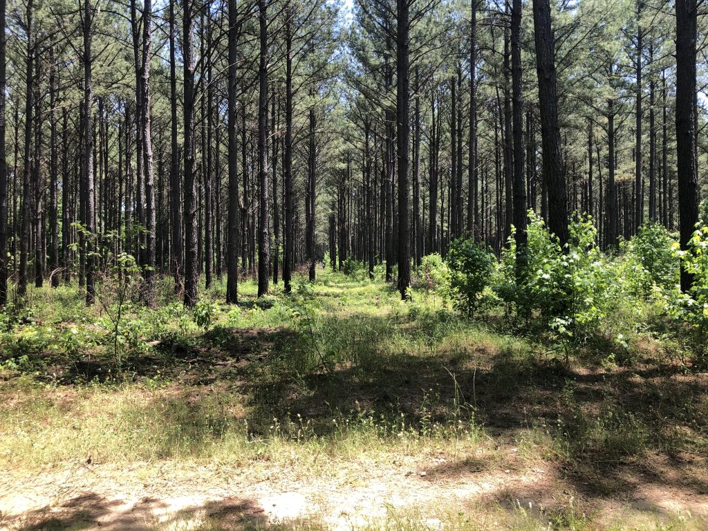 late season prescribed burn habitat