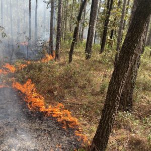 Late Season Prescribed Burns