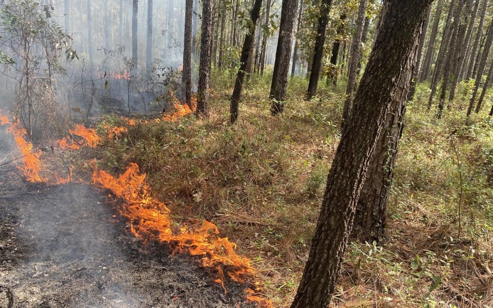 late season prescribed burns