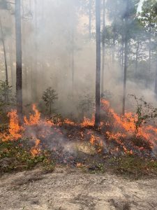 prescribed burning