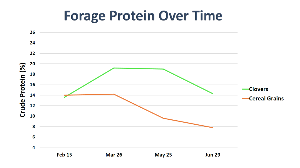 Cereal Grain vs Clover Protein