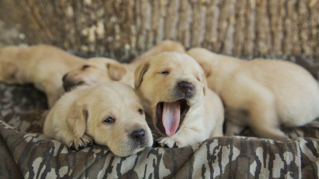 Lab Puppy