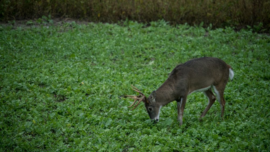 buck-in-brassicas