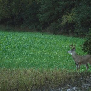 The Perfect Fall Food Plot Mix