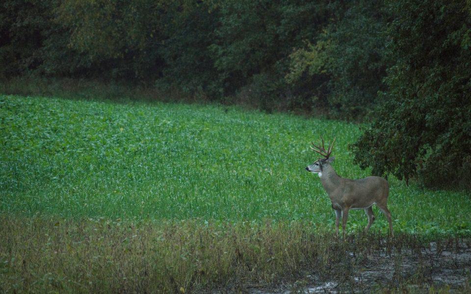 fall-food-plot-mix