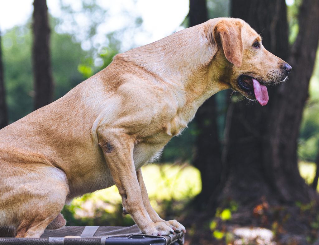 mossy-oak-kennels