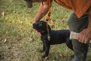 puppy-training