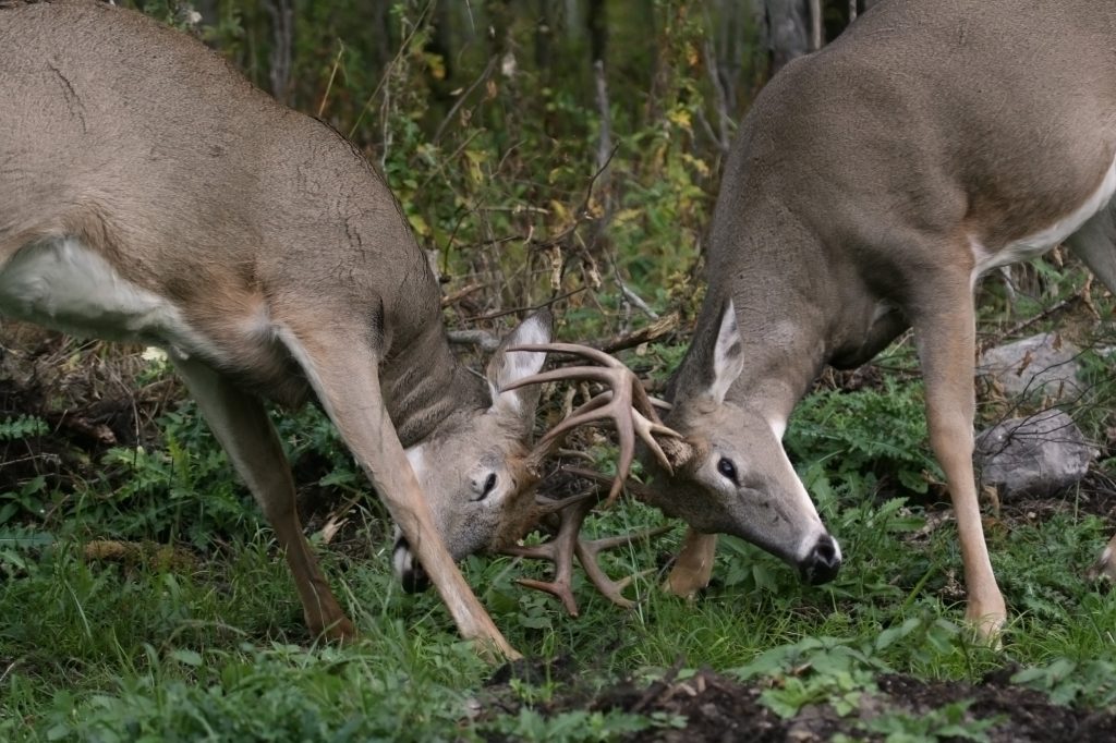 Two Bucks Fighting