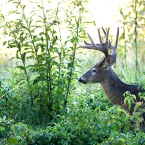 Proper Food Plot Edge Cover