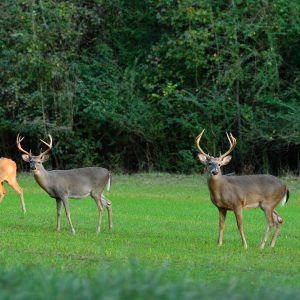 Setting Your Buck Harvest Criteria