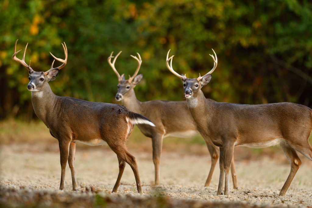 bucks-in-food-plot