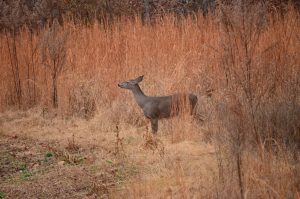 doe in soft edge