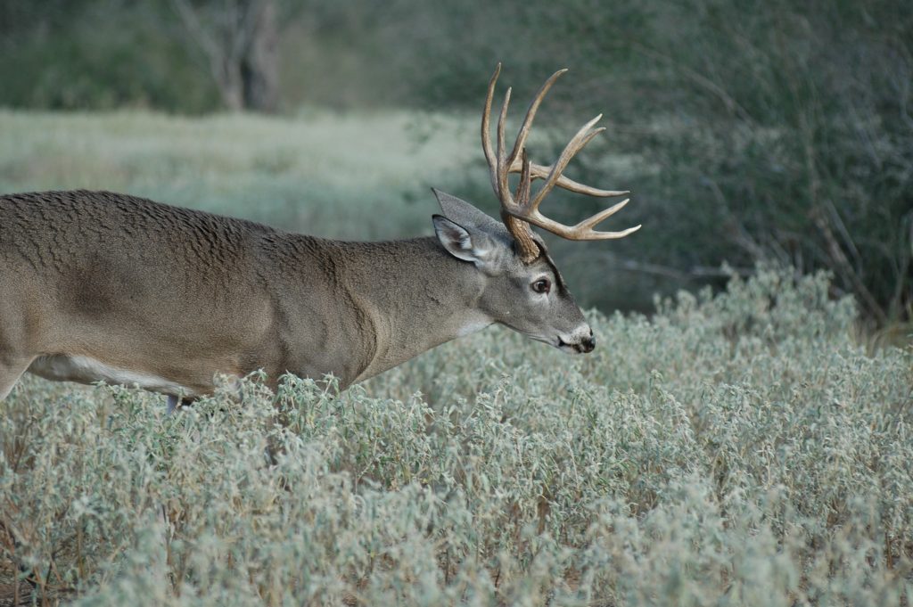 mature whitetial buck