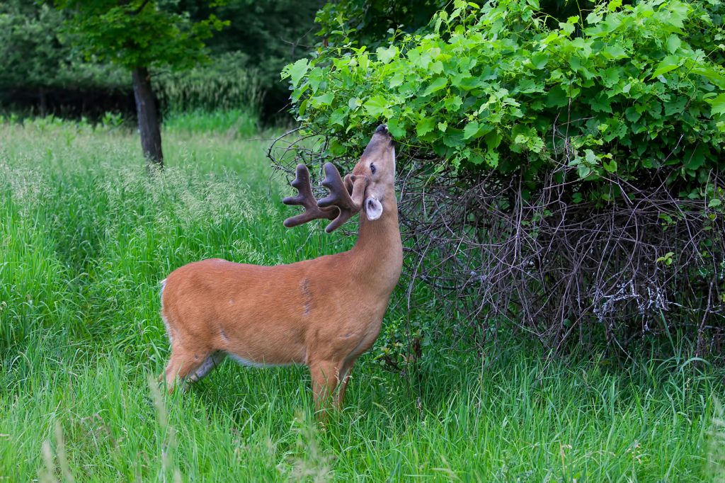 spring-buck-feeding-on-native-forage