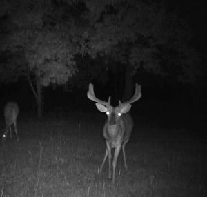 trail-cam-buck