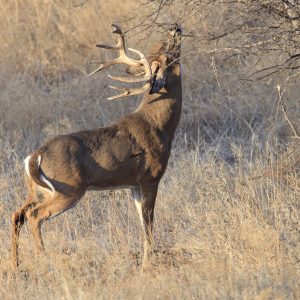 Using Mock Scrapes to Fool Mature Bucks