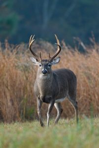 whitetail-buck