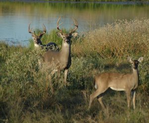 deer in a field