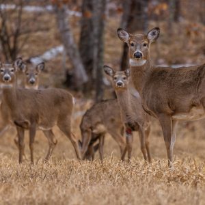 Harvesting Does: What, When, Where, How and Why