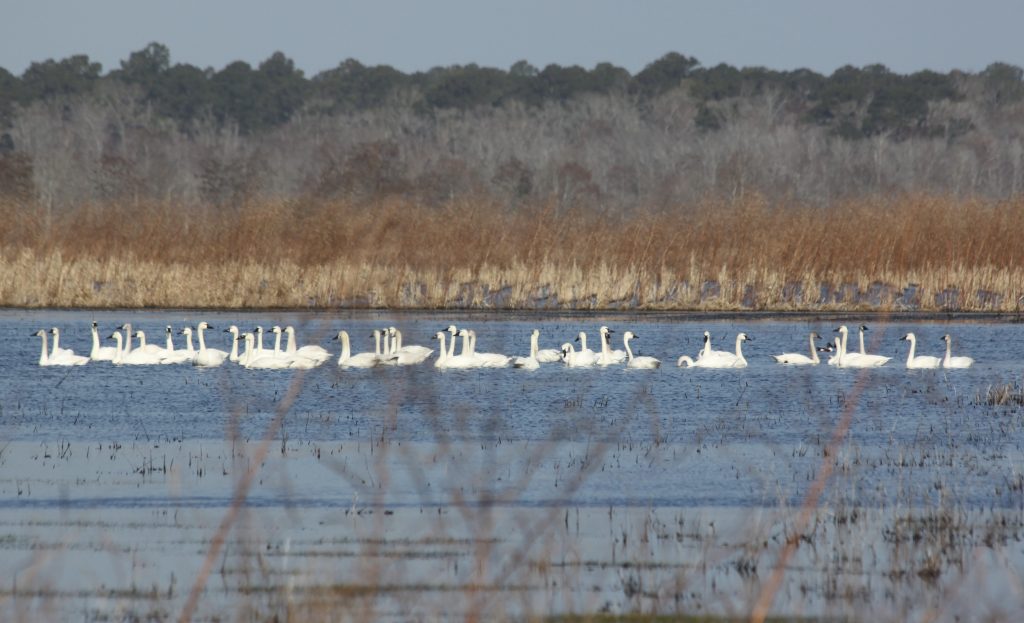 impoundment utilization