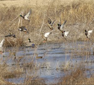 mallard ducks