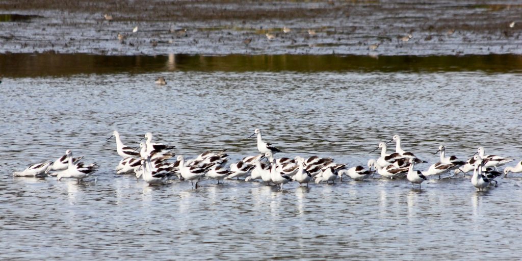 sheet-water-in-duck-impoundment