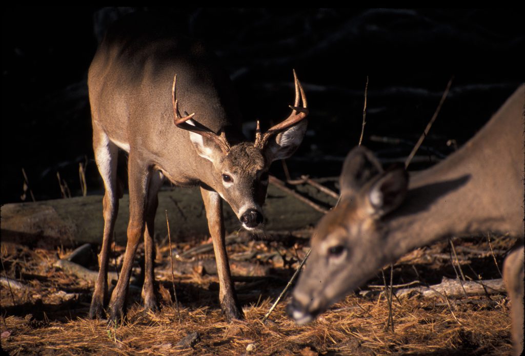 whitetail-buck