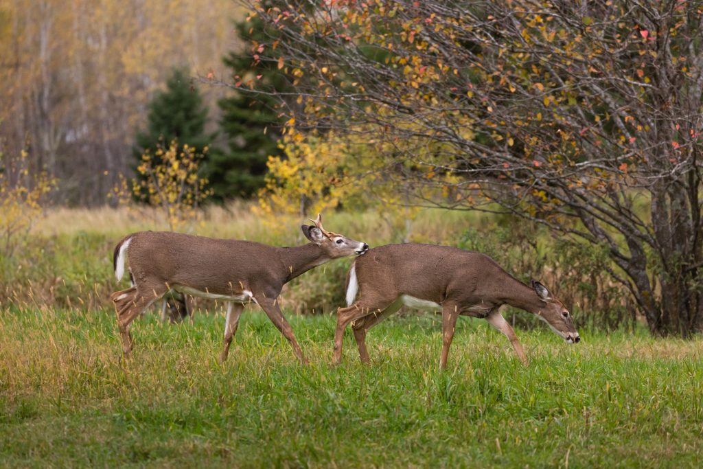 whitetail-buck-chasing-doe-in-rut