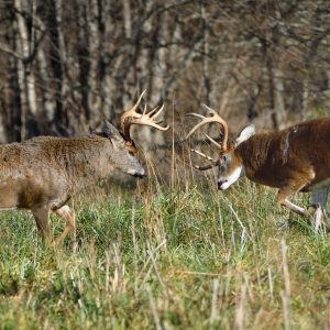 Timing the Whitetail Rut